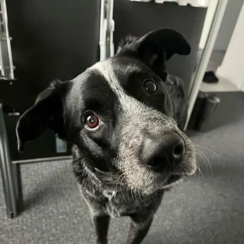 Rocky - Cattle Dog Cross available for adoption in Newcastle