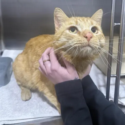 Tommy - Domestic Shorthair cat available for adoption at Wollongong City Council (Wollongong Pet Connection) in Wollongong