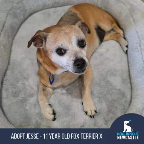 Jesse - Fox Terrier Cross available for adoption in Newcastle