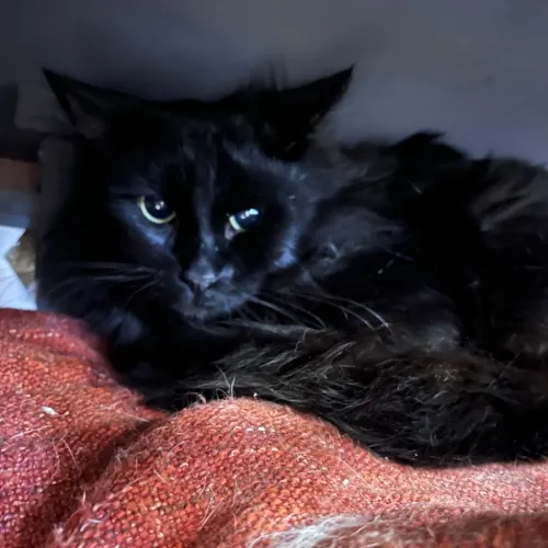 Samba - Domestic Medium Hair cat available for adoption at wat djerring Animal Facility (City of Whittlesea) in Melbourne