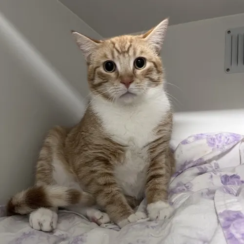 Camaro - Domestic Shorthair cat available for adoption at wat djerring Animal Facility (City of Whittlesea) in Melbourne