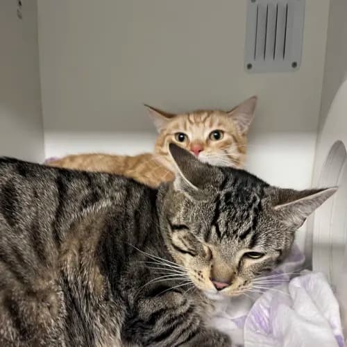 Toyota - Domestic Shorthair cat available for adoption at wat djerring Animal Facility (City of Whittlesea) in Melbourne