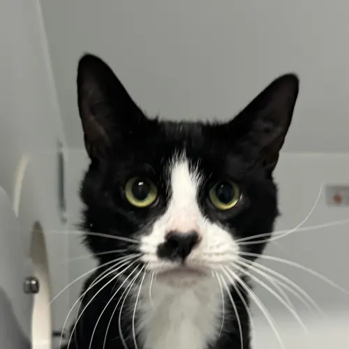 Dj - Domestic Shorthair cat available for adoption at wat djerring Animal Facility (City of Whittlesea) in Melbourne