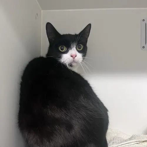 Oreo - Domestic Shorthair cat available for adoption at wat djerring Animal Facility (City of Whittlesea) in Melbourne