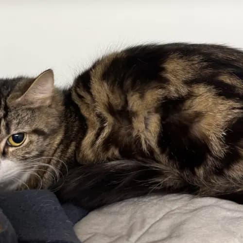 Luna - Domestic Medium Hair cat available for adoption at wat djerring Animal Facility (City of Whittlesea) in Melbourne