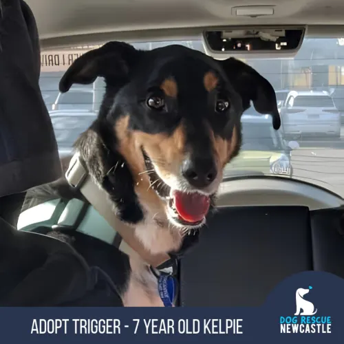 Trigger - Kelpie available for adoption in Newcastle