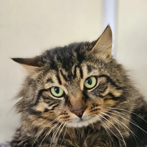 Bizzy - Domestic Longhair cat available for adoption at Mornington Peninsula Shire Community Animal Shelter in Melbourne