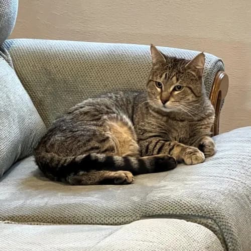 Dagwood - Domestic Shorthair cat available for adoption at Cat Protection Society of Victoria in Melbourne