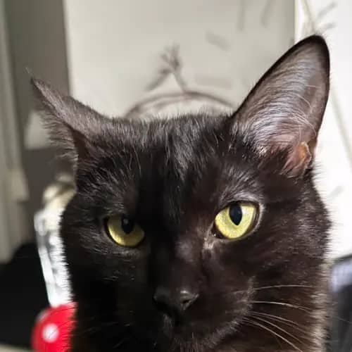 Morticia - Domestic Medium Hair Mix cat available for adoption at Second Chance Animal Rescue in Melbourne