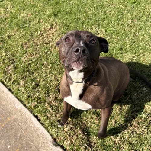 Willow - Staffy Cross available for adoption in Melbourne