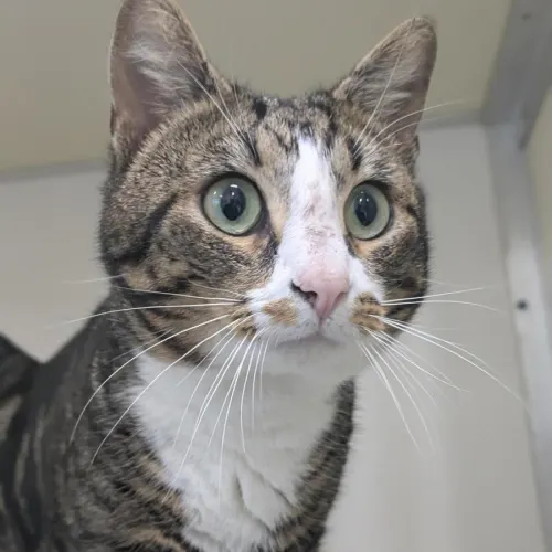 Thatcher - Domestic Shorthair cat available for adoption at Mornington Peninsula Shire Community Animal Shelter in Melbourne