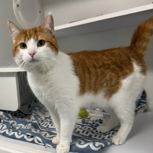 Jagerbomb - Domestic Shorthair cat available for adoption at wat djerring Animal Facility (City of Whittlesea) in Melbourne