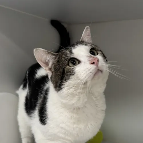Slater - Domestic Shorthair cat available for adoption at wat djerring Animal Facility (City of Whittlesea) in Melbourne