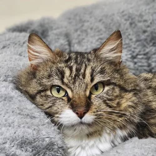 Lupin - Domestic Medium Hair cat available for adoption at Mornington Peninsula Shire Community Animal Shelter in Melbourne