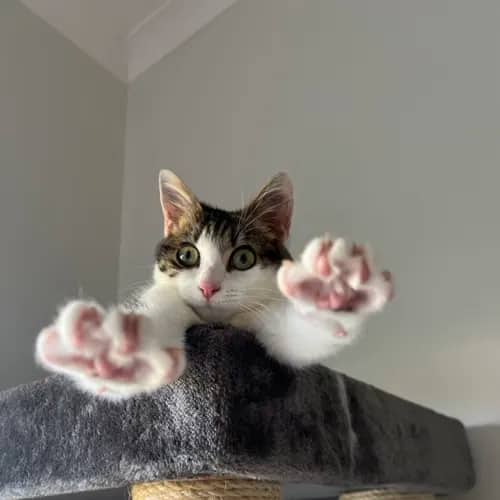 Smidge - Domestic Medium Hair Mix cat available for adoption at Second Chance Animal Rescue in Melbourne