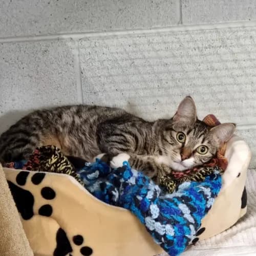 Dotti - Domestic Shorthair cat available for adoption at Ballarat Animal Shelter in Ballarat