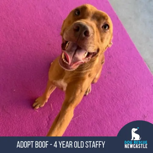 Boof - Staffordshire Bull Terrier Cross available for adoption in Newcastle