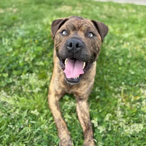 Soup - Mixed Breed available for adoption in Melbourne