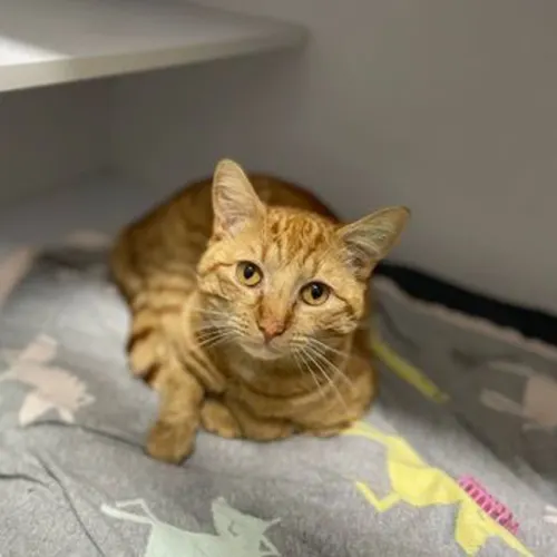Lenny - Domestic Shorthair cat available for adoption at The Lost Dogs' Home in Melbourne