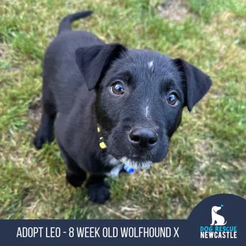 Leo - Wolfhound Cross available for adoption in Newcastle