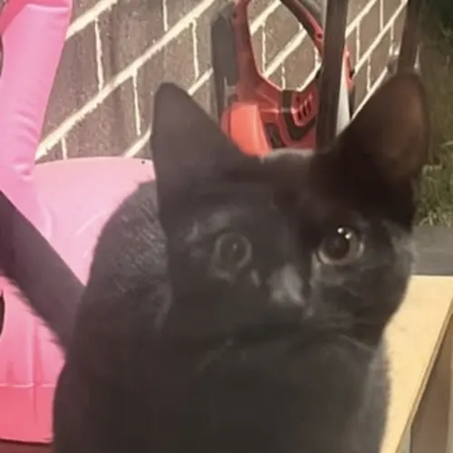 Donovan - Domestic Shorthair cat available for adoption at Brighter Future Cat Rescue in Sydney