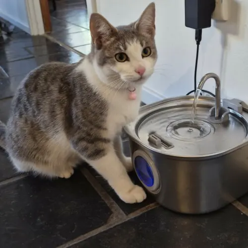 Turnip - Domestic Shorthair cat available for adoption at Brighter Future Cat Rescue in Sydney