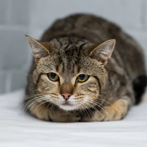 Loaf - Domestic Shorthair cat available for adoption at Hawkesbury Companion Animal Shelter in Sydney