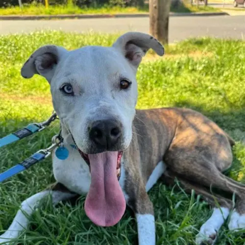 Loki - Staffy Cross available for adoption in Sydney