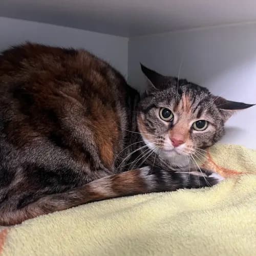 Cicili - Domestic Shorthair cat available for adoption at wat djerring Animal Facility (City of Whittlesea) in Melbourne