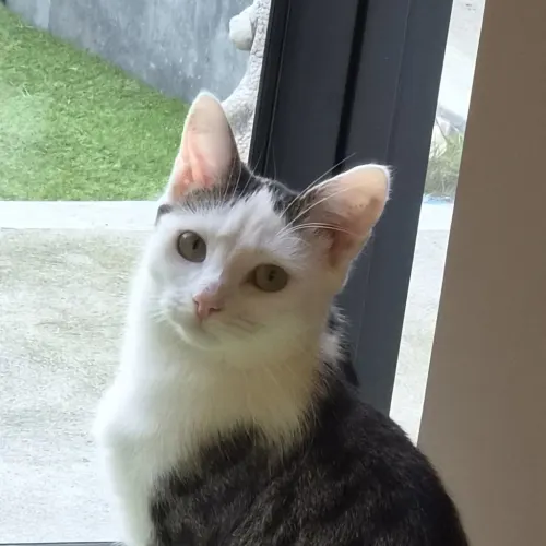 Liberty - Domestic Shorthair cat available for adoption at wat djerring Animal Facility (City of Whittlesea) in Melbourne