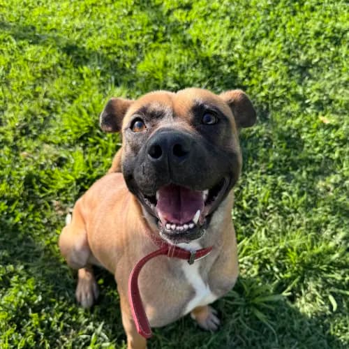 Koda - Mixed Breed available for adoption in Melbourne
