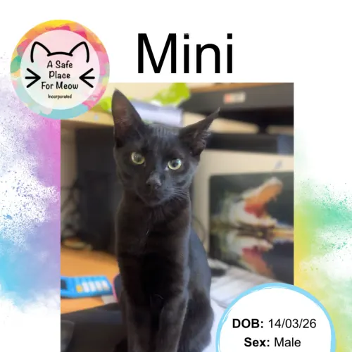 Mini - Domestic Shorthair cat available for adoption at A Safe Place for Meow in Darwin