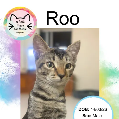 Roo - Domestic Shorthair cat available for adoption at A Safe Place for Meow in Darwin