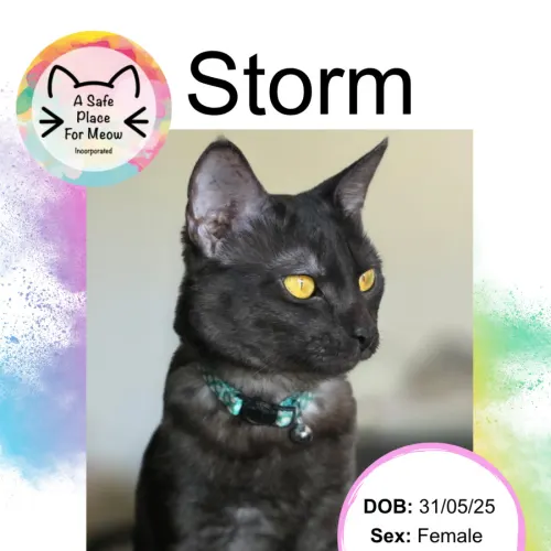 Storm - Domestic Shorthair cat available for adoption at A Safe Place for Meow in Darwin