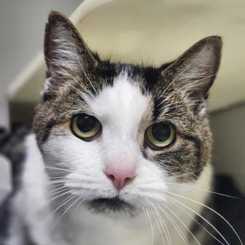 Tully - Domestic Shorthair cat available for adoption at Mornington Peninsula Shire Community Animal Shelter in Melbourne