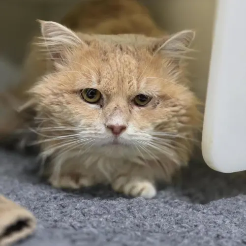 Larvae - Domestic Medium Hair cat available for adoption at Mornington Peninsula Shire Community Animal Shelter in Melbourne