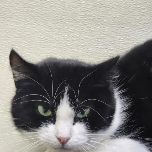 Vienna - Domestic Medium Hair cat available for adoption at Mornington Peninsula Shire Community Animal Shelter in Melbourne