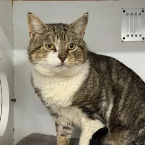 Pocky - Domestic Shorthair cat available for adoption at The Lost Dogs' Home in Melbourne
