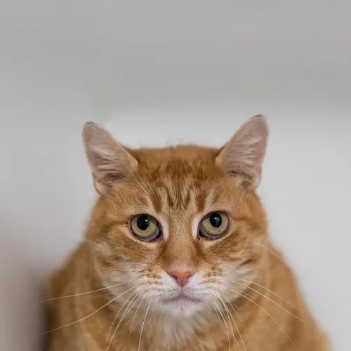 Geoffrey - Domestic Shorthair cat available for adoption at Hawkesbury Companion Animal Shelter in Sydney