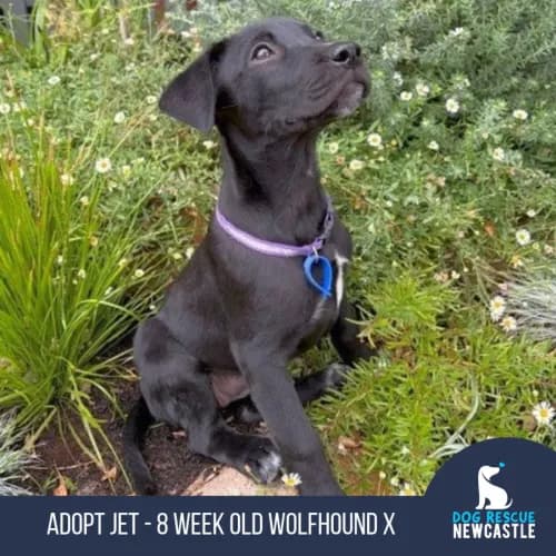 Jet - Wolfhound Cross available for adoption in Newcastle
