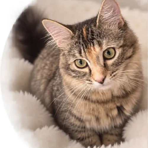 Daniela - Domestic Shorthair cat available for adoption at Brighter Future Cat Rescue in Sydney