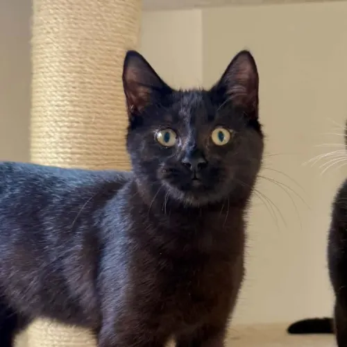 Stevie - Domestic Shorthair cat available for adoption at Brighter Future Cat Rescue in Sydney