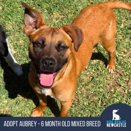 Aubrey - Mixed Breed available for adoption in Newcastle