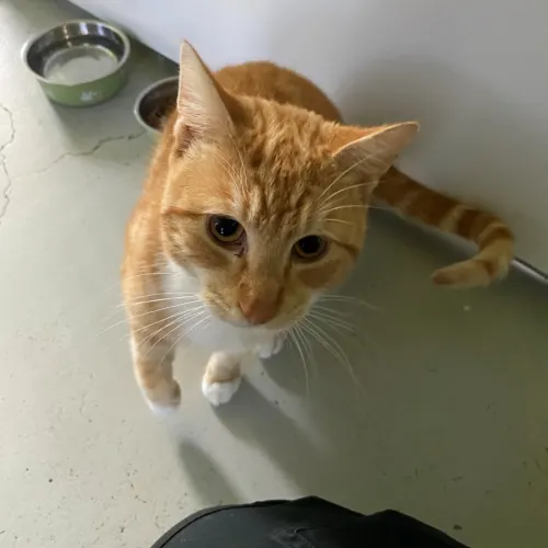 Horizon - Domestic Shorthair cat available for adoption at Wollongong City Council (Wollongong Pet Connection) in Wollongong