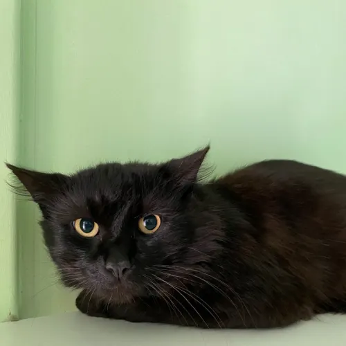 Sapphire - Domestic Shorthair cat available for adoption at Wollongong City Council (Wollongong Pet Connection) in Wollongong