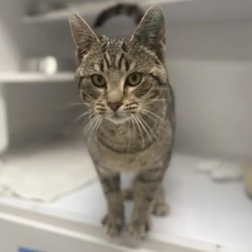 Bowie - Domestic Shorthair cat available for adoption at The Lost Dogs' Home in Melbourne