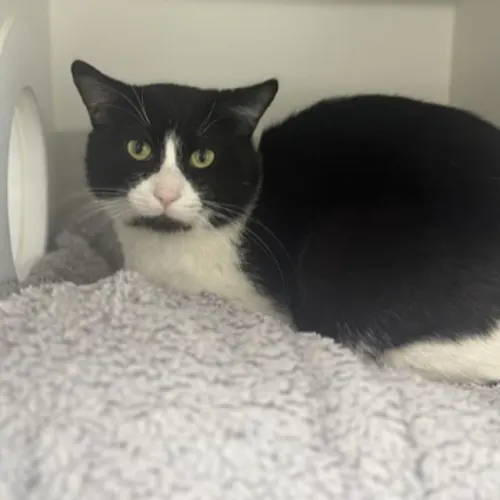 Carl - Domestic Shorthair cat available for adoption at The Lost Dogs' Home in Melbourne