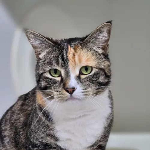 Bacon - Domestic Shorthair cat available for adoption at Mornington Peninsula Shire Community Animal Shelter in Melbourne