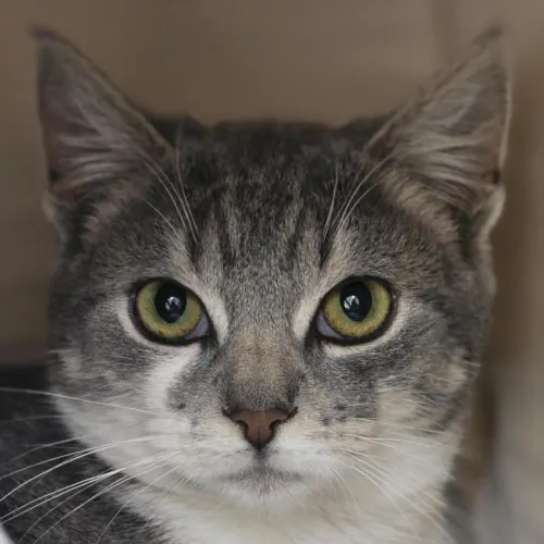 Zeke - Domestic Shorthair cat available for adoption at Mornington Peninsula Shire Community Animal Shelter in Melbourne