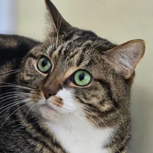 Maggie - Domestic Shorthair cat available for adoption at Mornington Peninsula Shire Community Animal Shelter in Melbourne